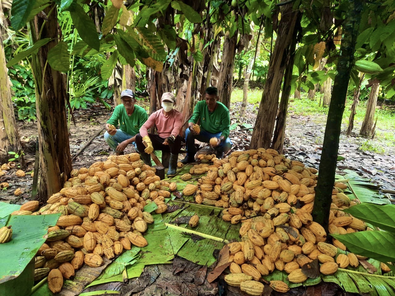 Trabalho da Amazônia Cooperar - Cooperativa Agroextrativista do Mapiá e Médio Purus.
