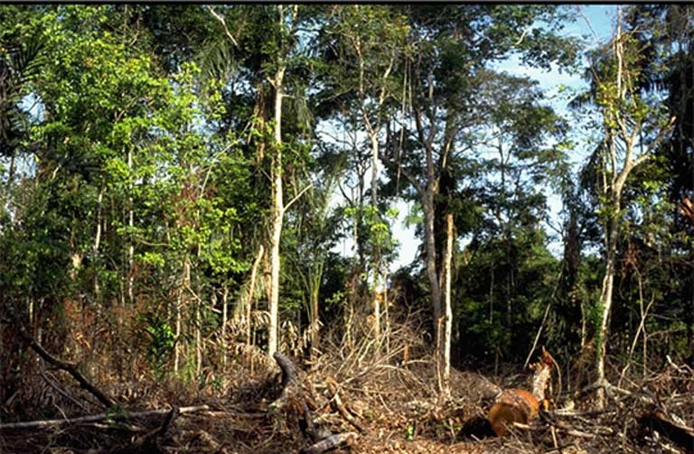 A extração seletiva de madeira, que remove árvores específicas para exploração sem desmatar toda a floresta, é uma das formas de degradação florestal. Foto: David Skole.